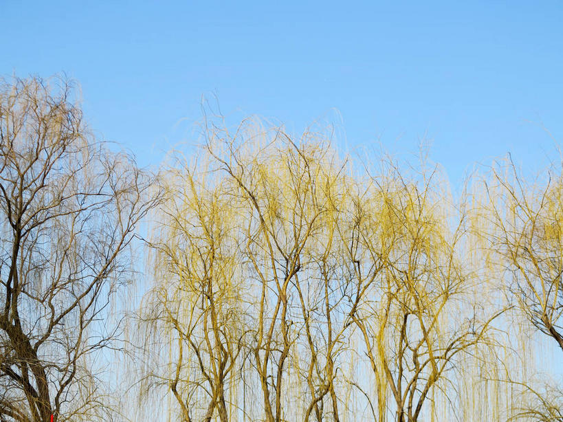 无人,公园,横图,室外,白天,仰视,美景,植物,柳树,北京,圆明园,中国,亚洲,阴影,光线,影子,景观,首都,垂柳,树,树木,蓝色,绿色,蓝天,天空,阳光,自然,天,景色,生长,晴朗,成长,自然风光,东亚,海淀区,万里无云,中华人民共和国,北京市,京,北平,华北地区,倒挂柳,晴空,晴空万里,垂枝柳,彩图,低角度拍摄,圆明园遗址,圆明园遗址公园,shslj1