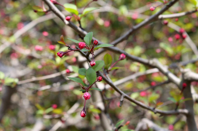 无人,横图,室外,特写,白天,正面,美景,植物,海棠花,叶子,许多,朦胧,模糊,景观,海棠,绿叶,枝条,很多,花蕾,花,花瓣,花朵,鲜花,树,树木,树枝,粉色,绿色,自然,花苞,花蕊,嫩叶,景色,生长,成长,呵护,自然风光,解语花,虬枝,枝杈,叶,叶片,彩图,垂丝海棠,shslj1