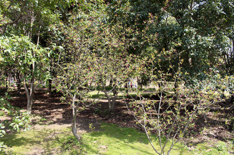 无人,横图,室外,白天,正面,草地,草坪,美景,植物,海棠花,许多,阴影,光线,影子,景观,海棠,很多,花蕾,草,花,花瓣,花朵,鲜花,树,树木,粉色,绿色,阳光,自然,花苞,花蕊,景色,生长,成长,呵护,自然风光,解语花,彩图,垂丝海棠,shslj1