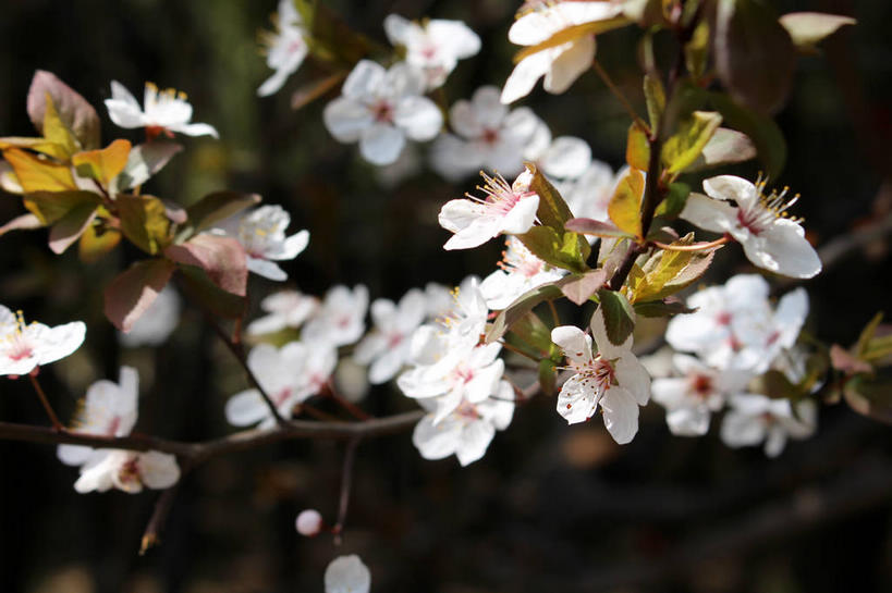 无人,横图,室外,特写,白天,正面,美景,植物,叶子,许多,朦胧,模糊,盛开,景观,绿叶,枝条,很多,花蕾,花,花瓣,花朵,鲜花,树,树木,树枝,粉色,绿色,自然,花苞,花蕊,嫩叶,景色,生长,成长,自然风光,紫叶李,红叶李,虬枝,枝杈,叶,叶片,彩图,樱桃李,shslj1