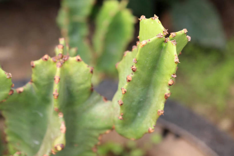 无人,横图,俯视,室外,特写,白天,美景,植物,朦胧,模糊,景观,绿色,自然,景色,生长,成长,自然风光,彩图,高角度拍摄,多浆植物,多肉植物,肉质植物,剑花,量天尺,龙骨花,七星剑花,三角柱花,三棱箭,shslj1