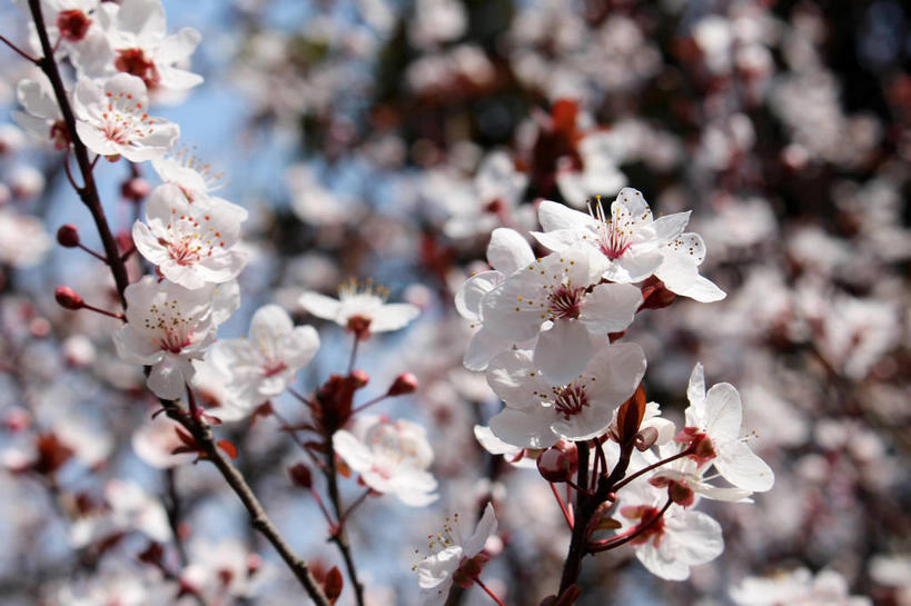 无人,横图,室外,特写,白天,仰视,美景,植物,叶子,许多,阴影,朦胧,模糊,盛开,光线,影子,景观,绿叶,枝条,很多,花蕾,花,花瓣,花朵,鲜花,树,树木,树枝,粉色,蓝色,绿色,蓝天,天空,阳光,自然,天,花苞,花蕊,嫩叶,景色,生长,成长,自然风光,紫叶李,红叶李,虬枝,枝杈,叶,叶片,彩图,低角度拍摄,樱桃李,shslj1