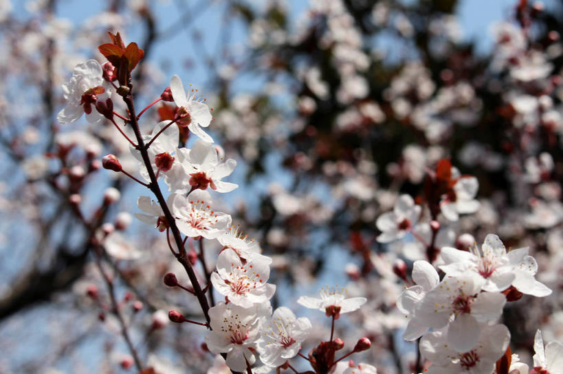 无人,横图,室外,特写,白天,仰视,美景,植物,叶子,许多,阴影,朦胧,模糊,盛开,光线,影子,景观,绿叶,枝条,很多,花蕾,花,花瓣,花朵,鲜花,树,树木,树枝,粉色,蓝色,绿色,蓝天,天空,阳光,自然,天,花苞,花蕊,嫩叶,景色,生长,成长,自然风光,紫叶李,红叶李,虬枝,枝杈,叶,叶片,彩图,低角度拍摄,樱桃李,shslj1