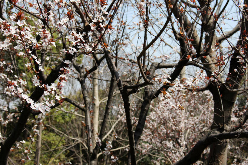 无人,横图,室外,白天,正面,美景,植物,叶子,许多,盛开,景观,绿叶,枝条,很多,花蕾,花,花瓣,花朵,鲜花,树,树木,树枝,粉色,蓝色,绿色,蓝天,天空,自然,天,花苞,花蕊,嫩叶,景色,生长,晴朗,成长,自然风光,紫叶李,红叶李,万里无云,虬枝,枝杈,叶,叶片,晴空,晴空万里,彩图,樱桃李,shslj1