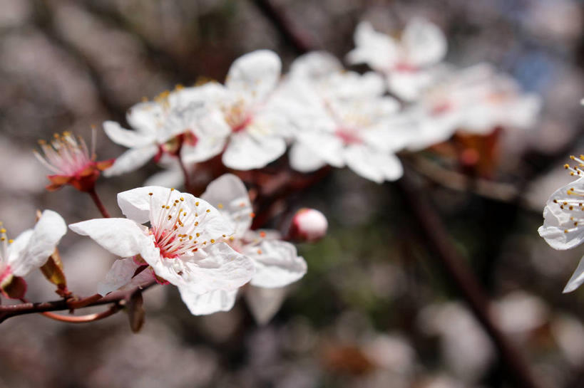 无人,横图,室外,特写,白天,正面,美景,植物,叶子,许多,朦胧,模糊,盛开,景观,绿叶,枝条,很多,花蕾,花,花瓣,花朵,鲜花,树,树木,树枝,粉色,绿色,自然,花苞,花蕊,嫩叶,景色,生长,成长,自然风光,紫叶李,红叶李,虬枝,枝杈,叶,叶片,彩图,樱桃李,shslj1