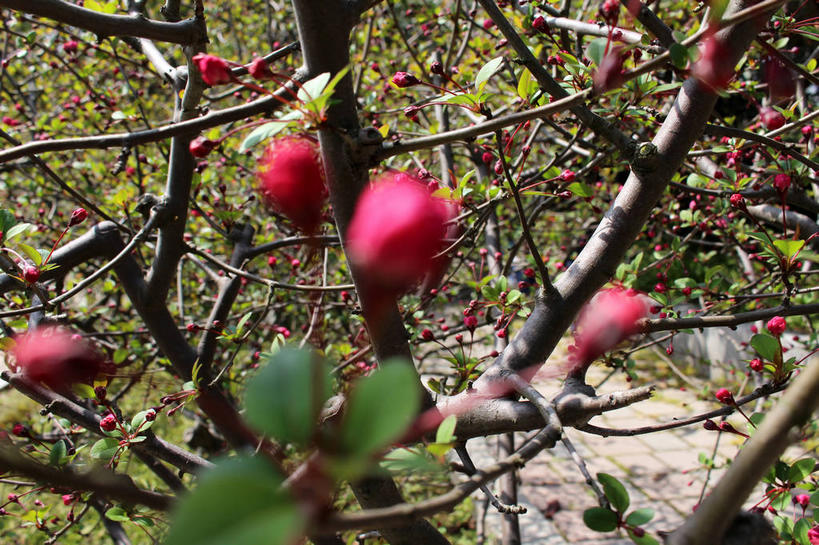 无人,横图,室外,特写,白天,正面,美景,植物,海棠花,叶子,许多,朦胧,模糊,景观,海棠,绿叶,枝条,很多,花蕾,花,花瓣,花朵,鲜花,树,树木,树枝,粉色,绿色,自然,花苞,花蕊,嫩叶,景色,生长,成长,呵护,自然风光,解语花,虬枝,枝杈,叶,叶片,彩图,垂丝海棠,shslj1