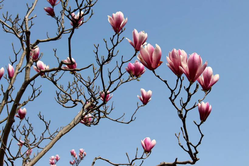 无人,横图,室外,特写,白天,仰视,美景,许多,阴影,蓝色背景,盛开,光线,影子,景观,枝条,很多,花蕾,花,花瓣,花朵,鲜花,树枝,蓝色,紫色,蓝天,天空,阳光,自然,天,花苞,花蕊,景色,晴朗,自然风光,紫玉兰,辛夷,木笔,万里无云,木兰花,虬枝,枝杈,晴空,晴空万里,木兰,彩图,低角度拍摄,红玉兰,木笔花,望春,shslj1