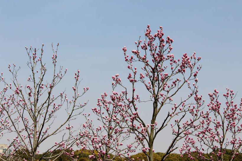 无人,横图,室外,白天,仰视,美景,许多,阴影,盛开,光线,影子,景观,枝条,很多,花蕾,花,花瓣,花朵,鲜花,树枝,蓝色,紫色,蓝天,天空,阳光,自然,天,花苞,花蕊,景色,晴朗,自然风光,紫玉兰,辛夷,木笔,万里无云,木兰花,虬枝,枝杈,晴空,晴空万里,木兰,彩图,低角度拍摄,红玉兰,木笔花,望春,shslj1