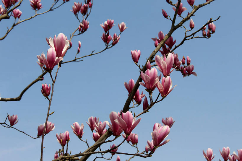 无人,横图,室外,特写,白天,仰视,美景,许多,阴影,蓝色背景,盛开,光线,影子,景观,枝条,很多,花蕾,花,花瓣,花朵,鲜花,树枝,蓝色,紫色,蓝天,天空,阳光,自然,天,花苞,花蕊,景色,晴朗,自然风光,紫玉兰,辛夷,木笔,万里无云,木兰花,虬枝,枝杈,晴空,晴空万里,木兰,彩图,低角度拍摄,红玉兰,木笔花,望春,shslj1