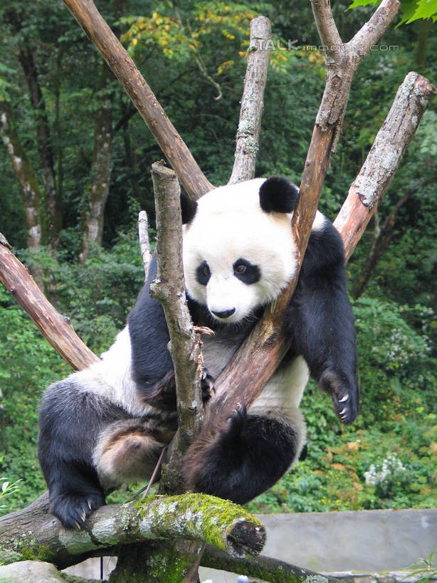 无人,攀登,竖图,室外,白天,正面,美景,树林,植物,野生动物,熊猫,景观,树桩,注视,树,树干,树木,一只,绿色,白色,黑色,自然,动物,观察,看,爬,木桩,景色,可爱,活泼,生长,成长,观看,察看,关注,自然风光,大熊猫,猫熊,攀爬,彩图,全身,shtjw1