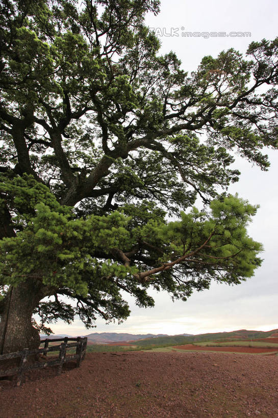 无人,竖图,室外,白天,正面,旅游,度假,美景,植物,松树,阴影,光线,影子,景观,娱乐,树,树木,绿色,阳光,自然,享受,休闲,景色,放松,积极,冷杉,生长,成长,枞树,自然风光,努力,高尚,才华,责任,彩图,shtjw1