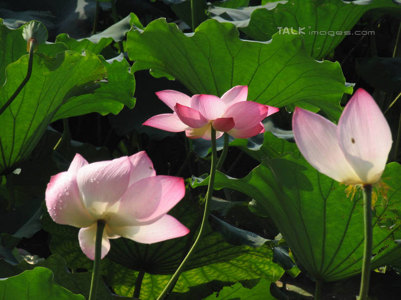 无人,横图,室外,特写,白天,正面,纯洁,美景,莲花,叶子,阴影,盛开,光线,纹路,纹理,影子,池塘,景观,水池,荷叶,花蕾,花,花瓣,花朵,鲜花,粉色,阳光,自然,花苞,花蕊,景色,富贵,神圣,自然风光,纯净,肌理,莲叶,六月花神,正直,鞭蕖,鞭蓉,芙蕖,菡萏,荷花,六月春,藕花,水旦,水芙蓉,水华,水芸,溪客,叶,叶片,彩图,shtjw1