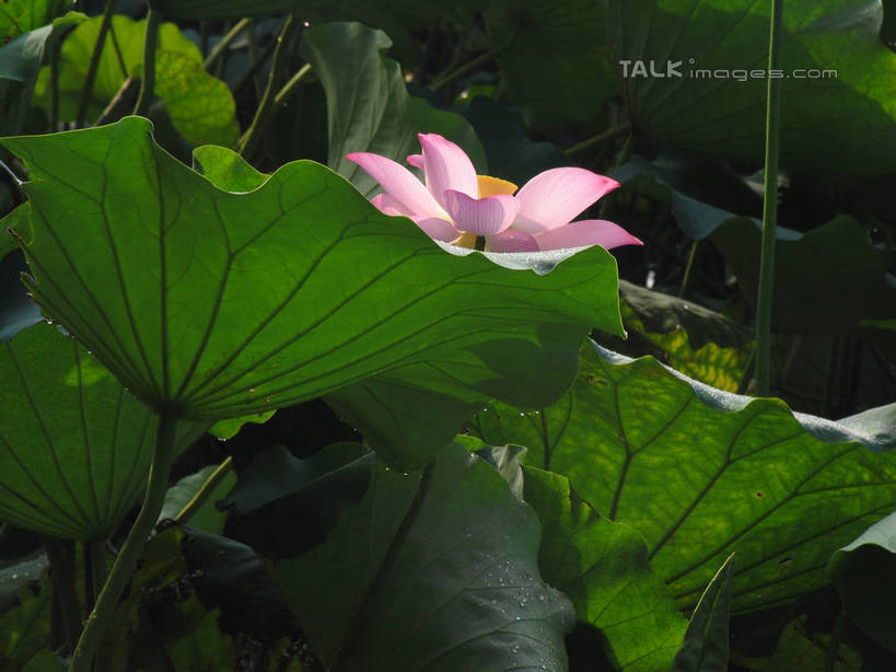 无人,横图,室外,特写,白天,正面,纯洁,美景,莲花,叶子,阴影,盛开,光线,纹路,纹理,影子,池塘,景观,水池,荷叶,花蕾,花,花瓣,花朵,鲜花,粉色,阳光,自然,花苞,花蕊,景色,富贵,神圣,自然风光,纯净,肌理,莲叶,六月花神,正直,鞭蕖,鞭蓉,芙蕖,菡萏,荷花,六月春,藕花,水旦,水芙蓉,水华,水芸,溪客,叶,叶片,彩图,shtjw1