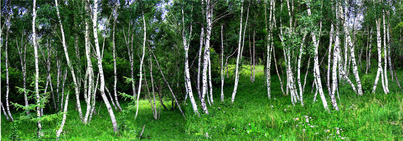 无人,横图,室外,白天,正面,旅游,度假,草地,草坪,美景,树林,植物,坝上,中国,亚洲,阴影,光线,影子,景观,娱乐,草,树,树木,绿色,阳光,自然,享受,休闲,景色,放松,白桦,生长,成长,自然风光,东亚,中华人民共和国,华北地区,河北,河北省,冀,承德,承德市,桦树,桦皮树,桦木,彩图,丰宁县,大滩镇,坝上草原,丰宁满族自治县,京北第一草原,shtjw1