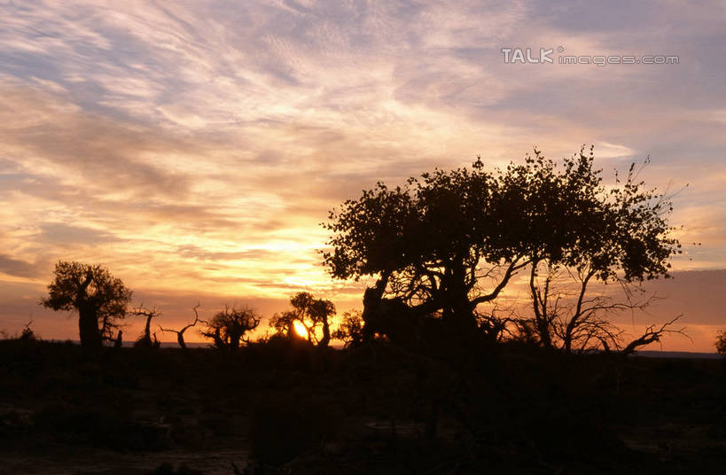 无人,横图,室外,白天,仰视,旅游,度假,美景,日落,植物,阴影,光线,影子,景观,晚霞,霞光,落日,背光,娱乐,树,树木,绿色,阳光,自然,黄昏,享受,休闲,景色,彩霞,放松,生长,成长,杨树,自然风光,逆光,胡杨,夕照,薄暮,夕阳,彩图,低角度拍摄,傍晚,斜阳,shtjw1