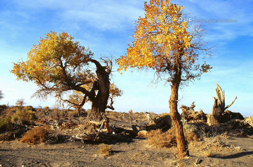 无人,横图,室外,白天,仰视,旅游,度假,美景,植物,阴影,光线,影子,景观,云,云朵,云彩,娱乐,树,树木,蓝色,绿色,白云,蓝天,天空,阳光,自然,天,享受,休闲,景色,放松,生长,晴朗,成长,杨树,自然风光,胡杨,晴空,彩图,低角度拍摄,shtjw1