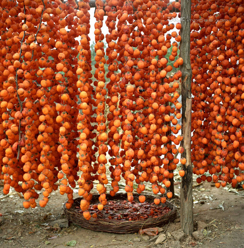 无人,竖图,室外,白天,正面,浆果,柿子,水果,许多,吊挂,悬挂,新鲜,生食,食品,果实,很多,挂,食物,橙色,有机食品,绿色食品,彩图,shtjw1