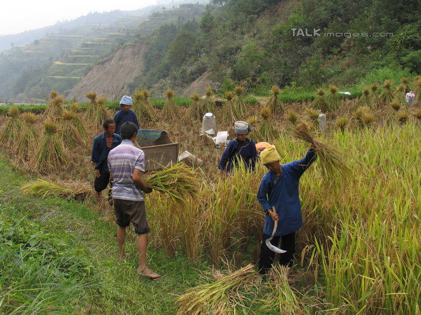 东方人,伙伴,朋友,农民,农田,站,横图,室外,白天,旅游,度假,友谊,合作,团队,农业,庄稼,农作物,石头,美景,山,山脉,中国,亚洲,握,服装,石子,头巾,稻田,景观,山顶,山峰,山峦,许多人,拿,拿着,注视,休闲装,黄种人,娱乐,背面,衣服,自然,群山,观察,看,站着,一群人,享受,休闲,休闲服,景色,放松,战略,握着,服饰,观看,察看,关注,自然风光,东亚,沉积岩,贵州,贵州省,黎平,肇兴,中华人民共和国,黔,西南地区,联合,合谋,黔东南,黔东南州,黔东南苗族侗族自治州,颠峰,极峰,水成岩,配合,协作,男人,男性,女人,女性,中年男性,中年女性,亚洲人,石块,岩石,佃农,农场主,农夫,农工,乡下人,小农,庄稼人,站立,彩图,全身,耕地,庄稼田,黎平县,shtjw1