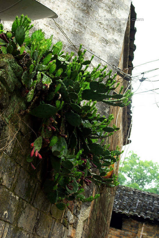 无人,家,竖图,室外,白天,仰视,旅游,度假,名胜古迹,植物,标志建筑,地标,建筑,中国,亚洲,遗迹,房屋,墙,屋子,古迹,文物,娱乐,建设,古建筑,江西,景德镇,楼房,墙壁,墙面,住宅,树,树木,绿色,天空,自然,天,享受,休闲,旅游胜地,瓦房,放松,生长,成长,古文明,东亚,江西省,中华人民共和国,华东地区,赣,景德镇市,彩图,低角度拍摄,房子,瑶里镇,瑶里古镇,瑶里,shwf1