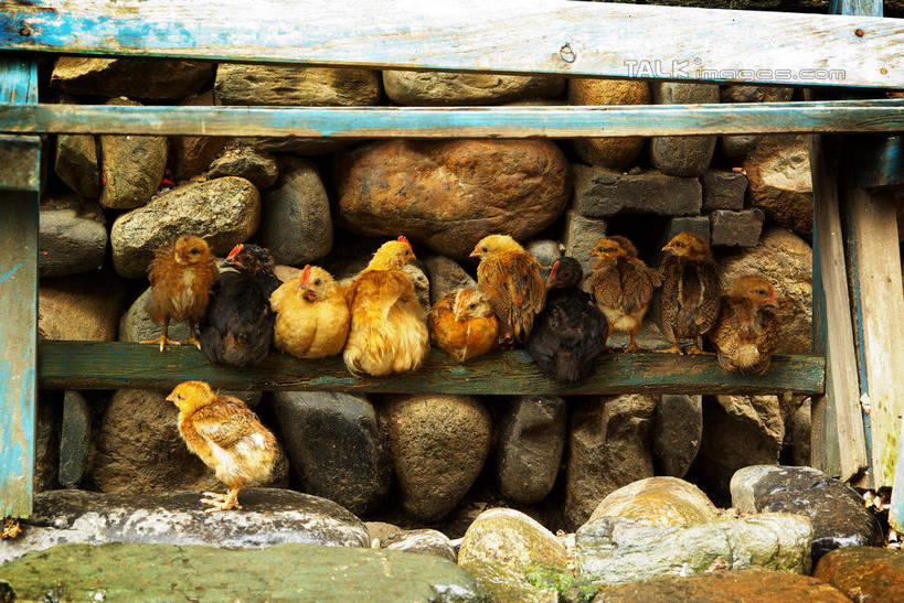 无人,栏杆,站,横图,室外,白天,正面,旅游,度假,石头,美景,鸡,中国,亚洲,许多,石子,栅栏,景观,篱笆,围栏,很多,注视,娱乐,江西,景德镇,护栏,家禽,自然,动物,观察,看,站着,享受,休闲,景色,放松,牲畜,观看,察看,关注,自然风光,东亚,江西省,中华人民共和国,华东地区,赣,景德镇市,石块,岩石,站立,彩图,全身,瑶里镇,瑶里古镇,瑶里,shwf1