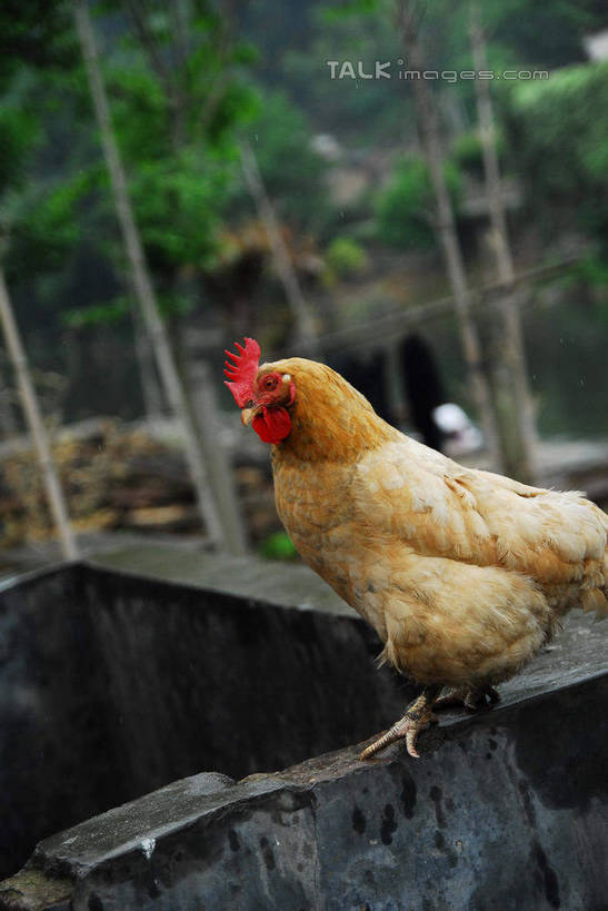 无人,站,竖图,室外,白天,侧面,旅游,度假,美景,树林,植物,鸡,中国,亚洲,景观,注视,娱乐,江西,景德镇,家禽,树,树木,一只,绿色,自然,动物,低头,观察,看,站着,享受,休闲,景色,放松,牲畜,生长,成长,观看,察看,关注,自然风光,东亚,江西省,中华人民共和国,华东地区,赣,景德镇市,站立,彩图,全身,瑶里镇,瑶里古镇,瑶里,shwf1