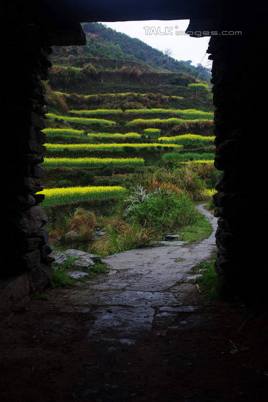 无人,农田,竖图,室外,白天,正面,旅游,度假,庄稼,梯田,农作物,花海,花圃,美景,植物,鸟,野生动物,叶子,中国,亚洲,曲折,弯曲,盛开,纹路,鸟类,纹理,景观,花蕾,娱乐,官坑,江西,婺源,花,花瓣,花朵,花卉,鲜花,蓝色,绿色,蓝天,天空,自然,动物,花丛,花束,花田,天,花苞,花蕊,油菜花,享受,休闲,景色,放松,可爱,蜿蜒,活泼,晴朗,自然风光,东亚,江西省,万里无云,肌理,中华人民共和国,华东地区,赣,婺源县,上饶,上饶市,鸫,晴空,晴空万里,彩图,耕地,庄稼田,官坑村,段莘乡,芸苔,芸薹,shwf1