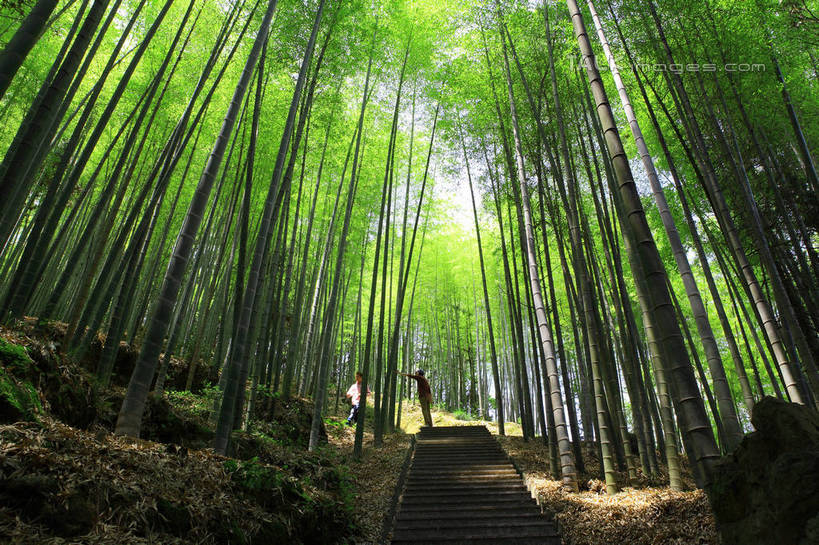 无人,横图,室外,白天,仰视,旅游,度假,美景,树林,植物,道路,路,竹子,中国,亚洲,阴影,光线,影子,阶梯,景观,竹林,小路,交通,娱乐,浙江,台阶,树,树木,浙江省,绿色,阳光,自然,享受,休闲,石阶,景色,放松,生长,成长,自然风光,东亚,中华人民共和国,华东地区,浙,丽水,丽水市,庆元,庆元县,彩图,低角度拍摄,shwf1