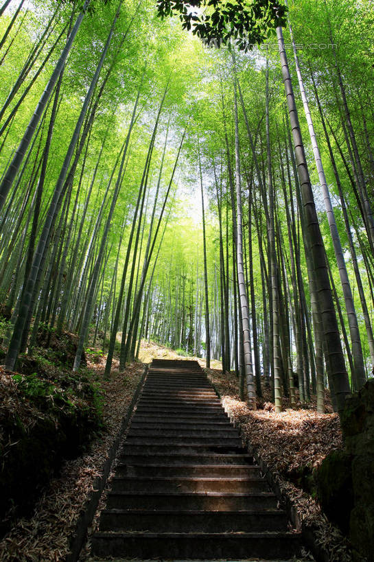 无人,竖图,室外,白天,仰视,旅游,度假,美景,树林,植物,道路,路,竹子,中国,亚洲,阴影,光线,影子,阶梯,景观,竹林,小路,交通,娱乐,浙江,台阶,树,树木,浙江省,绿色,阳光,自然,享受,休闲,石阶,景色,放松,生长,成长,自然风光,东亚,中华人民共和国,华东地区,浙,丽水,丽水市,庆元,庆元县,彩图,低角度拍摄,shwf1