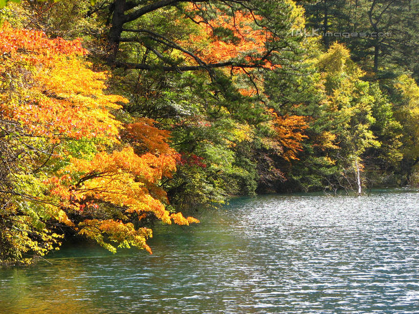 无人,横图,室外,白天,正面,旅游,度假,河流,美景,秋季,森林,树林,水,植物,中国,亚洲,阴影,波纹,光线,影子,河水,景观,水流,涟漪,娱乐,树,树木,绿色,水纹,阳光,自然,波浪,享受,休闲,景色,放松,北川县,四川省,生长,成长,波光粼粼,自然风光,东亚,四川,中华人民共和国,水晕,西南地区,川,绵阳,绵阳市,秋,秋天,彩图,北川羌族自治县,shwf1