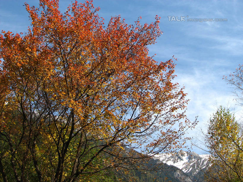 无人,横图,室外,白天,仰视,旅游,度假,美景,秋季,山,山脉,植物,中国,亚洲,阴影,光线,影子,景观,山峰,云,云朵,枝条,山峦,云彩,娱乐,树,树木,树枝,蓝色,绿色,白云,蓝天,天空,阳光,自然,群山,天,享受,休闲,景色,放松,北川县,四川省,生长,晴朗,成长,自然风光,东亚,四川,中华人民共和国,西南地区,川,绵阳,绵阳市,虬枝,枝杈,晴空,秋,秋天,彩图,低角度拍摄,北川羌族自治县,shwf1