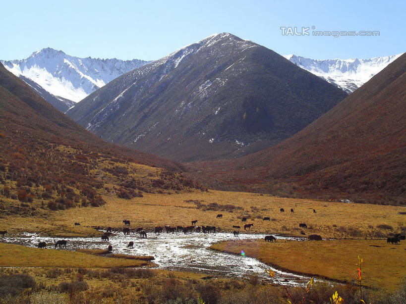 无人,横图,室外,白天,正面,旅游,度假,草地,草原,草坪,河流,美景,山,水,雪,雪山,植物,大雪,中国,亚洲,阴影,枯萎,光线,影子,冰,河水,荒野,积雪,景观,旷野,山峰,水流,雪景,冬季,冬天,热带,山峦,娱乐,草,蓝色,蓝天,天空,阳光,自然,天,享受,休闲,景色,放松,寒冷,北川县,四川省,晴朗,死亡,冰冷,自然风光,原野,荒原,东亚,四川,万里无云,中华人民共和国,西南地区,严寒,川,冰凉,酷寒,凛冽,凛凛,极冷,绵阳,绵阳市,枯败,晴空,晴空万里,彩图,北川羌族自治县,shwf1