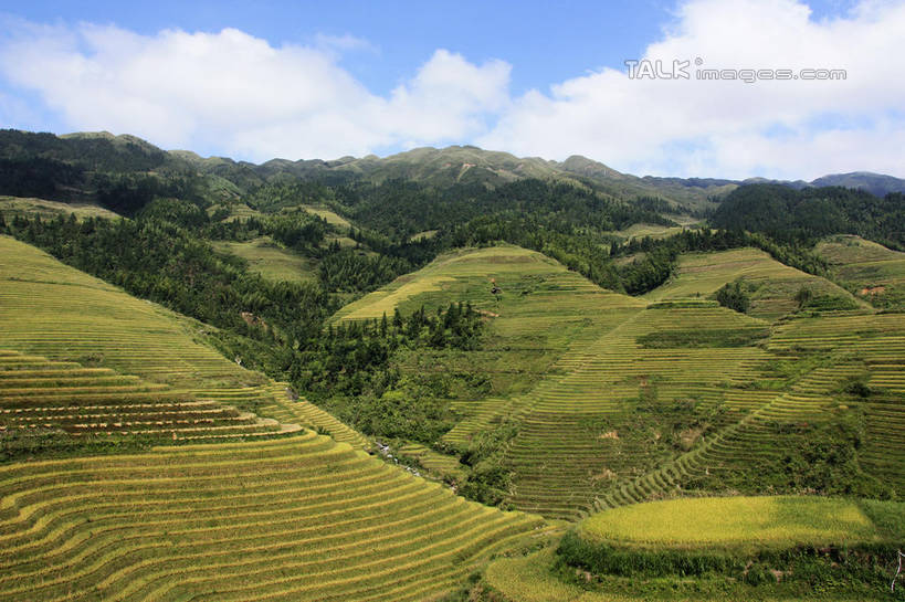 无人,农田,横图,俯视,室外,白天,旅游,度假,庄稼,梯田,农作物,石头,美景,山,山脉,树林,峡谷,植物,中国,亚洲,阴影,曲折,弯曲,光线,纹路,石子,纹理,影子,景观,山峰,云,云朵,山谷,山峦,云彩,娱乐,树,树木,蓝色,绿色,白云,蓝天,天空,阳光,自然,群山,天,享受,休闲,景色,放松,蜿蜒,生长,晴朗,成长,广西,连绵,绵延,岩层,自然风光,山岭,东亚,龙胜,广西壮族自治区,肌理,中华人民共和国,桂,华南地区,联贯,龙胜各族自治县,金坑梯田,石块,岩石,晴空,彩图,高角度拍摄,耕地,庄稼田,shwf1