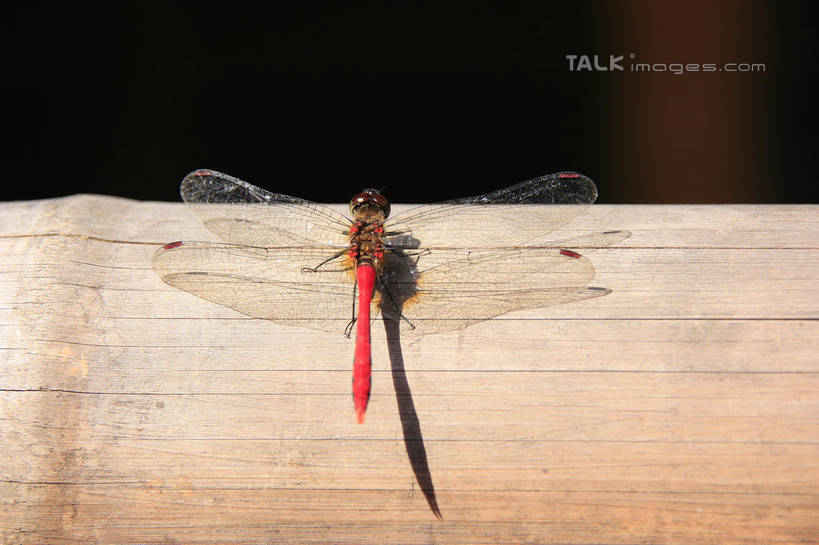 无人,横图,室外,特写,白天,美景,伸展,张开,展翅,阴影,光线,翅膀,蜻蜓,昆虫,影子,景观,停留,竹竿,一只,背面,阳光,自然,动物,景色,红蜻蜓,停止,自然风光,猫猫丁,咪咪洋,蚂螂,河嘻嘻,益虫,张开翅膀,逗留,停顿,展开翅膀,彩图,全身,shwf1