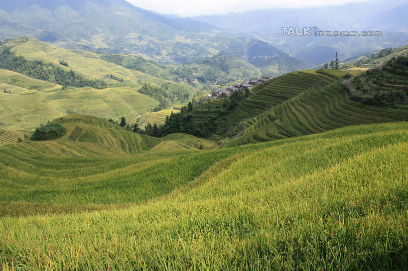 无人,农田,横图,俯视,室外,白天,旅游,度假,庄稼,梯田,农作物,石头,美景,山,山脉,树林,峡谷,植物,中国,亚洲,阴影,曲折,弯曲,光线,纹路,石子,纹理,影子,景观,山峰,云,云朵,山谷,山峦,云彩,娱乐,树,树木,蓝色,绿色,白云,蓝天,天空,阳光,自然,群山,天,享受,休闲,景色,放松,蜿蜒,生长,晴朗,成长,广西,连绵,绵延,岩层,自然风光,山岭,东亚,龙胜,广西壮族自治区,肌理,中华人民共和国,桂,华南地区,联贯,龙胜各族自治县,金坑梯田,石块,岩石,晴空,彩图,高角度拍摄,耕地,庄稼田,shwf1