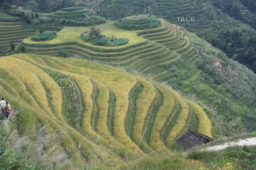 无人,家,农田,横图,俯视,室外,白天,旅游,度假,庄稼,梯田,农作物,美景,山,山脉,中国,亚洲,阴影,曲折,弯曲,光线,影子,房屋,屋子,景观,山峰,山峦,娱乐,楼房,住宅,阳光,自然,群山,享受,休闲,瓦房,景色,放松,蜿蜒,广西,自然风光,东亚,龙胜,广西壮族自治区,中华人民共和国,桂,华南地区,龙胜各族自治县,金坑梯田,彩图,高角度拍摄,耕地,庄稼田,房子,shwf1