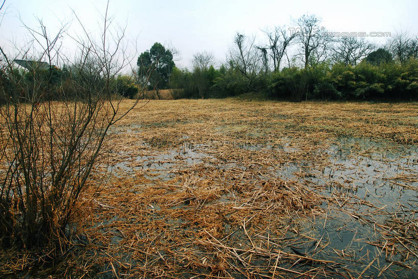 无人,公园,横图,室外,白天,正面,旅游,度假,湖,湖泊,美景,水,植物,芦苇,叶子,中国,亚洲,阴影,光线,影子,湖面,景观,水流,水面,粽叶,绿叶,枝条,娱乐,浙江,树,树木,树枝,浙江省,蓝色,绿色,蓝天,天空,阳光,自然,湖水,天,享受,休闲,嫩叶,景色,放松,生长,晴朗,成长,杭州,西溪,自然风光,东亚,杭州市,万里无云,中华人民共和国,华东地区,省会,浙,箬叶,芦苇叶,虬枝,枝杈,西湖区,叶,叶片,晴空,晴空万里,彩图,西溪国家湿地公园,杭州之肺,杭州西溪国家湿地公园,shwf1