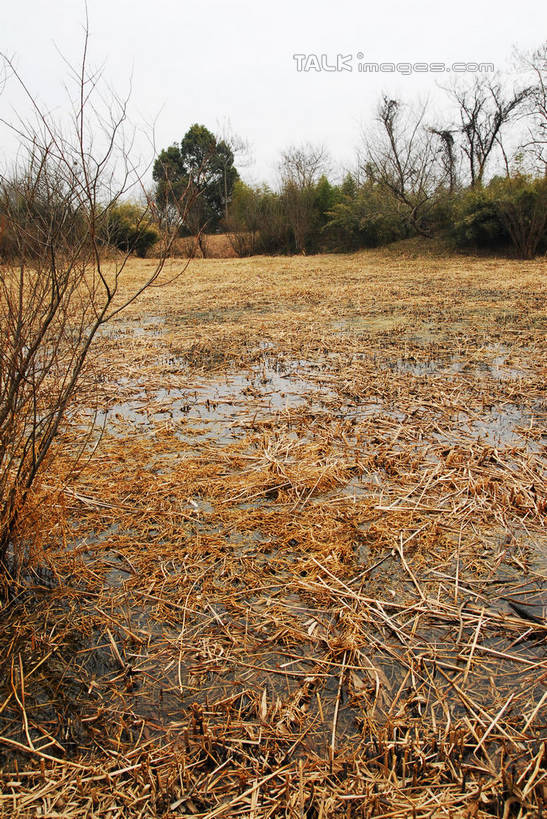 无人,公园,竖图,室外,白天,正面,旅游,度假,湖,湖泊,美景,水,植物,芦苇,叶子,中国,亚洲,阴影,光线,影子,湖面,景观,水流,水面,粽叶,绿叶,枝条,娱乐,浙江,树,树木,树枝,浙江省,蓝色,绿色,蓝天,天空,阳光,自然,湖水,天,享受,休闲,嫩叶,景色,放松,生长,晴朗,成长,杭州,西溪,自然风光,东亚,杭州市,万里无云,中华人民共和国,华东地区,省会,浙,箬叶,芦苇叶,虬枝,枝杈,西湖区,叶,叶片,晴空,晴空万里,彩图,西溪国家湿地公园,杭州之肺,杭州西溪国家湿地公园,shwf1