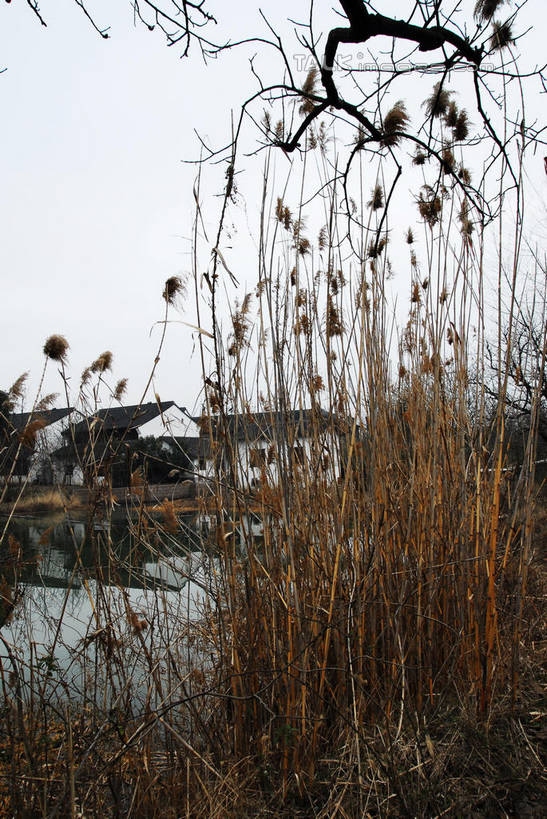 无人,公园,家,竖图,室外,白天,正面,旅游,度假,河流,美景,水,植物,芦苇,叶子,中国,亚洲,阴影,光线,影子,房屋,屋子,河水,景观,水流,粽叶,绿叶,枝条,娱乐,浙江,楼房,住宅,树,树木,树枝,浙江省,蓝色,绿色,蓝天,天空,阳光,自然,天,享受,休闲,嫩叶,瓦房,景色,放松,生长,晴朗,成长,杭州,西溪,自然风光,东亚,杭州市,万里无云,中华人民共和国,华东地区,省会,浙,箬叶,芦苇叶,虬枝,枝杈,西湖区,叶,叶片,晴空,晴空万里,彩图,房子,西溪国家湿地公园,杭州之肺,杭州西溪国家湿地公园,shwf1