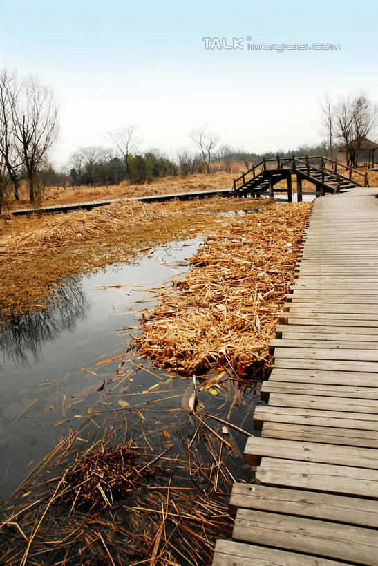 无人,公园,竖图,室外,白天,正面,旅游,度假,河流,美景,水,植物,芦苇,叶子,中国,亚洲,阴影,光线,木板,影子,河水,景观,水流,桥,粽叶,绿叶,枝条,木桥,娱乐,浙江,栈桥,树,树木,树枝,浙江省,蓝色,绿色,蓝天,天空,阳光,自然,天,享受,休闲,嫩叶,景色,放松,生长,晴朗,成长,杭州,西溪,人行桥,木板桥,自然风光,东亚,杭州市,万里无云,中华人民共和国,华东地区,省会,浙,箬叶,芦苇叶,虬枝,枝杈,西湖区,叶,叶片,晴空,晴空万里,彩图,西溪国家湿地公园,杭州之肺,杭州西溪国家湿地公园,shwf1