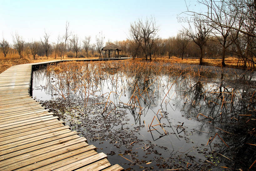 无人,公园,横图,室外,白天,正面,旅游,度假,河流,美景,水,植物,芦苇,叶子,中国,亚洲,阴影,光线,木板,影子,河水,景观,水流,桥,粽叶,绿叶,枝条,木桥,娱乐,浙江,栈桥,树,树木,树枝,浙江省,蓝色,绿色,蓝天,天空,阳光,自然,天,享受,休闲,嫩叶,景色,放松,生长,晴朗,成长,杭州,西溪,人行桥,木板桥,自然风光,东亚,杭州市,万里无云,中华人民共和国,华东地区,省会,浙,箬叶,芦苇叶,虬枝,枝杈,西湖区,叶,叶片,晴空,晴空万里,彩图,西溪国家湿地公园,杭州之肺,杭州西溪国家湿地公园,shwf1