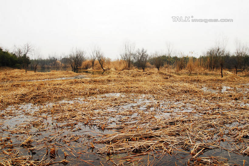 无人,公园,横图,室外,白天,正面,旅游,度假,河流,美景,水,植物,芦苇,叶子,中国,亚洲,阴影,光线,影子,河水,景观,水流,粽叶,绿叶,枝条,娱乐,浙江,树,树木,树枝,浙江省,蓝色,绿色,蓝天,天空,阳光,自然,天,享受,休闲,嫩叶,景色,放松,生长,晴朗,成长,杭州,西溪,自然风光,东亚,杭州市,万里无云,中华人民共和国,华东地区,省会,浙,箬叶,芦苇叶,虬枝,枝杈,西湖区,叶,叶片,晴空,晴空万里,彩图,西溪国家湿地公园,杭州之肺,杭州西溪国家湿地公园,shwf1