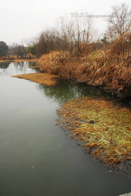 无人,公园,竖图,室外,白天,正面,旅游,度假,河流,美景,水,芦苇,叶子,中国,亚洲,阴影,光线,影子,河水,景观,水流,粽叶,绿叶,娱乐,浙江,浙江省,蓝色,蓝天,天空,阳光,自然,天,享受,休闲,嫩叶,景色,放松,晴朗,杭州,西溪,自然风光,东亚,杭州市,万里无云,中华人民共和国,华东地区,省会,浙,箬叶,芦苇叶,西湖区,叶,叶片,晴空,晴空万里,彩图,西溪国家湿地公园,杭州之肺,杭州西溪国家湿地公园,shwf1