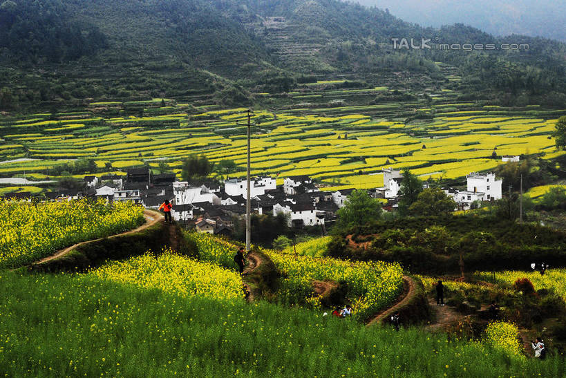 无人,家,农田,横图,室外,白天,正面,旅游,度假,庄稼,梯田,农作物,日出,花海,花圃,美景,森林,山,山脉,树林,太阳,植物,雾,叶子,中国,亚洲,朦胧,模糊,曲折,弯曲,盛开,房屋,屋子,景观,山峰,朝霞,晨曦,黎明,山峦,花蕾,娱乐,官坑,江西,婺源,楼房,住宅,花,花瓣,花朵,花卉,鲜花,树,树木,绿色,阳光,自然,花丛,花束,花田,群山,花苞,花蕊,油菜花,享受,休闲,瓦房,景色,放松,蜿蜒,生长,成长,迷雾,自然风光,东亚,江西省,中华人民共和国,华东地区,赣,婺源县,上饶,上饶市,朝阳,大雾,彩图,耕地,庄稼田,卯时,破晓,日始,房子,官坑村,段莘乡,芸苔,芸薹,shwf1