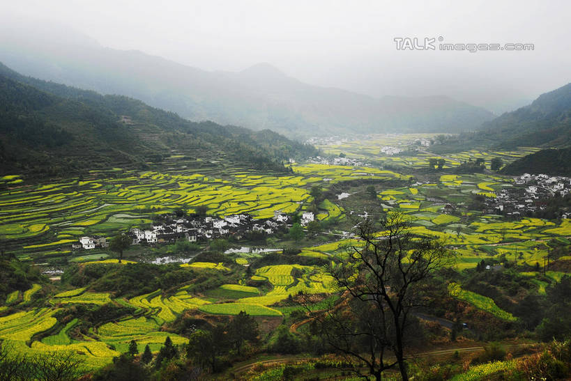 无人,家,农田,横图,俯视,室外,白天,旅游,度假,庄稼,梯田,农作物,日出,花海,花圃,美景,森林,山,山脉,树林,太阳,植物,雾,叶子,中国,亚洲,朦胧,模糊,曲折,弯曲,盛开,房屋,屋子,景观,山峰,朝霞,晨曦,黎明,山峦,花蕾,娱乐,官坑,江西,婺源,楼房,住宅,花,花瓣,花朵,花卉,鲜花,树,树木,绿色,阳光,自然,花丛,花束,花田,群山,花苞,花蕊,油菜花,享受,休闲,瓦房,景色,放松,蜿蜒,生长,成长,迷雾,自然风光,东亚,江西省,中华人民共和国,华东地区,赣,婺源县,上饶,上饶市,朝阳,大雾,彩图,高角度拍摄,耕地,庄稼田,卯时,破晓,日始,房子,官坑村,段莘乡,芸苔,芸薹,shwf1