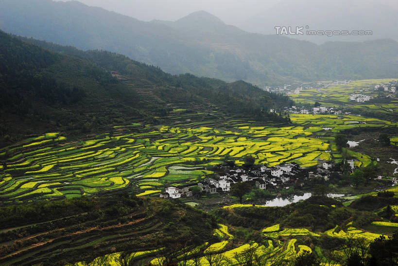 无人,家,农田,横图,俯视,室外,白天,旅游,度假,庄稼,梯田,农作物,日出,花海,花圃,美景,森林,山,山脉,树林,太阳,植物,雾,叶子,中国,亚洲,朦胧,模糊,曲折,弯曲,盛开,房屋,屋子,景观,山峰,朝霞,晨曦,黎明,山峦,花蕾,娱乐,官坑,江西,婺源,楼房,住宅,花,花瓣,花朵,花卉,鲜花,树,树木,绿色,阳光,自然,花丛,花束,花田,群山,花苞,花蕊,油菜花,享受,休闲,瓦房,景色,放松,蜿蜒,生长,成长,迷雾,自然风光,东亚,江西省,中华人民共和国,华东地区,赣,婺源县,上饶,上饶市,朝阳,大雾,彩图,高角度拍摄,耕地,庄稼田,卯时,破晓,日始,房子,官坑村,段莘乡,芸苔,芸薹,shwf1