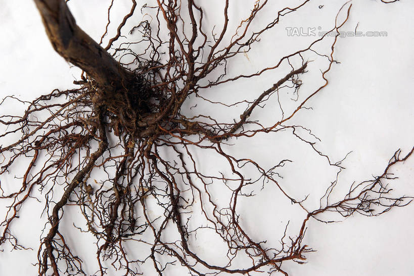 无人,横图,俯视,室内,特写,白天,白色背景,植物,阴影,反射,纹路,纹理,影子,泥土,土壤,树根,枝条,树,树木,树枝,绿色,自然,摄影,影棚,庞大,生长,成长,复杂,肌理,繁杂,虬枝,枝杈,彩图,高角度拍摄,影棚拍摄,拍摄,shwf1