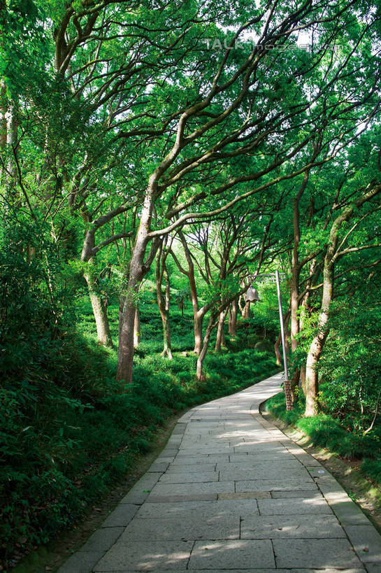 无人,竖图,室外,白天,正面,旅游,度假,草地,草坪,美景,植物,道路,路,中国,亚洲,阴影,光线,影子,景观,小路,交通,娱乐,茶园,浙江,草,树,树木,浙江省,绿色,阳光,自然,享受,休闲,景色,放松,生长,成长,自然风光,茶场,东亚,普陀区,普陀山,中华人民共和国,华东地区,浙,舟山,舟山市,彩图,海天佛国,shwf1