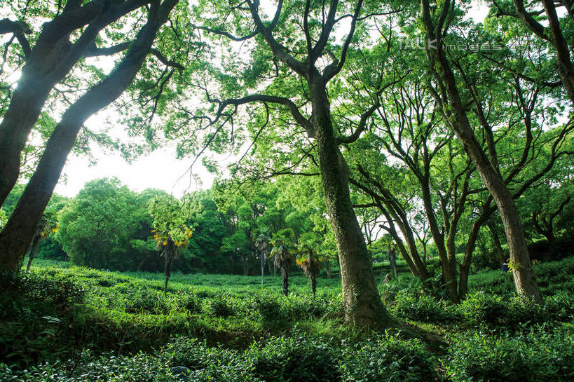 无人,横图,室外,白天,仰视,旅游,度假,草地,草坪,美景,植物,中国,亚洲,阴影,光线,影子,景观,娱乐,茶园,浙江,草,树,树木,浙江省,绿色,天空,阳光,自然,天,享受,休闲,景色,放松,生长,成长,自然风光,茶场,东亚,普陀区,普陀山,中华人民共和国,华东地区,浙,舟山,舟山市,彩图,低角度拍摄,海天佛国,shwf1