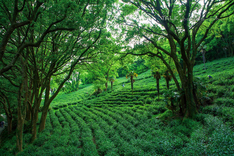 无人,横图,室外,白天,正面,旅游,度假,草地,草坪,美景,植物,中国,亚洲,阴影,光线,影子,景观,娱乐,茶园,浙江,草,树,树木,浙江省,绿色,阳光,自然,享受,休闲,景色,放松,生长,成长,自然风光,茶场,东亚,普陀区,普陀山,中华人民共和国,华东地区,浙,舟山,舟山市,彩图,海天佛国,shwf1