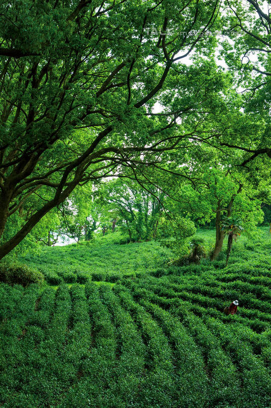 无人,竖图,室外,白天,正面,旅游,度假,草地,草坪,美景,植物,中国,亚洲,阴影,光线,影子,景观,娱乐,茶园,浙江,草,树,树木,浙江省,绿色,阳光,自然,享受,休闲,景色,放松,生长,成长,自然风光,茶场,东亚,普陀区,普陀山,中华人民共和国,华东地区,浙,舟山,舟山市,彩图,海天佛国,shwf1